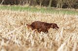 SETTER IRLANDAIS 349